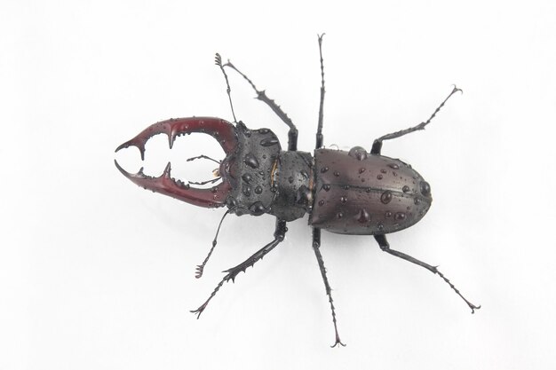 Cerf coléoptère insecte mâle avec bois sur blanc