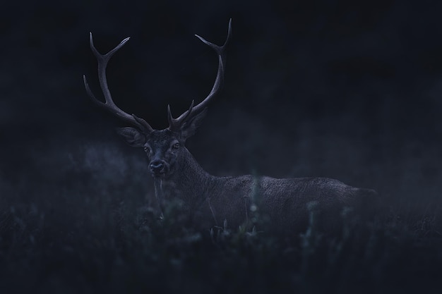 Cerf commun dans la forêt méditerranéenne