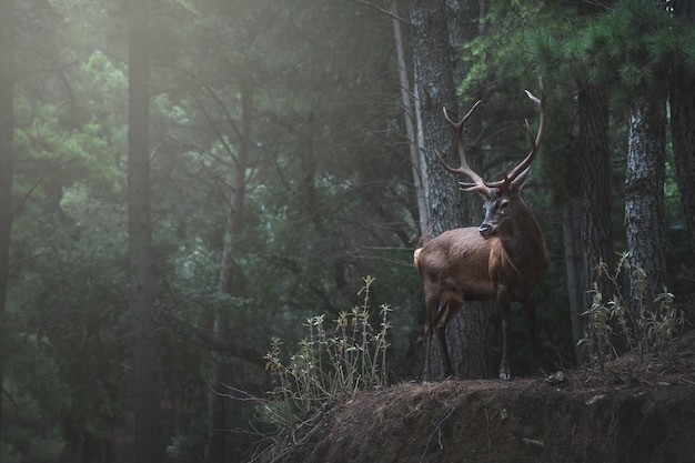 Cerf commun dans la forêt méditerranéenne