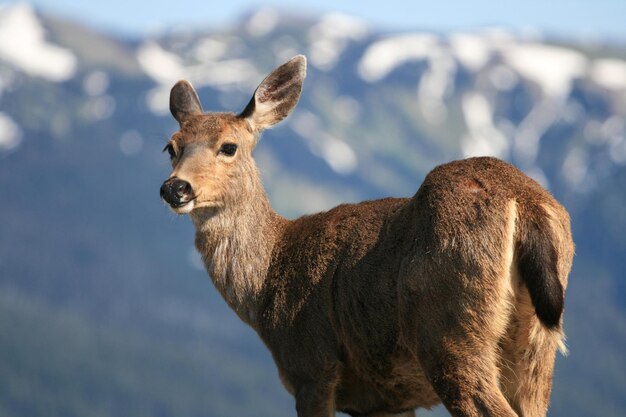 Photo cerf à la crête de l'ouragan avec la montagne olympique au parc national olympique de seattle