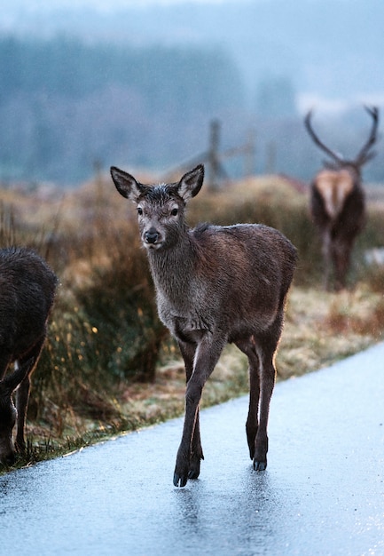 Photo cerf curieux dans les hautes terres