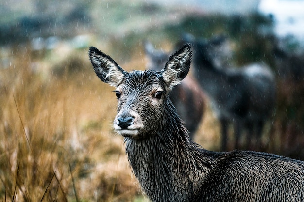 Cerf curieux en regardant la caméra