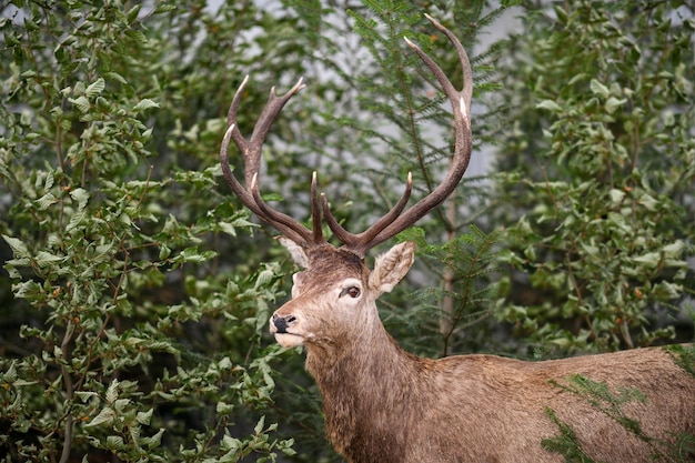 Un cerf dans les bois avec le mot cerf sur le devant