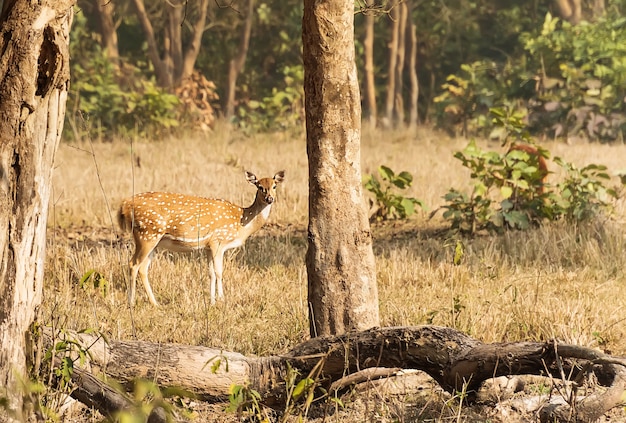 Cerf dans les bois. Safari dans le parc national de Rajaji. paysage d'automne. cerf femelle dans la forêt