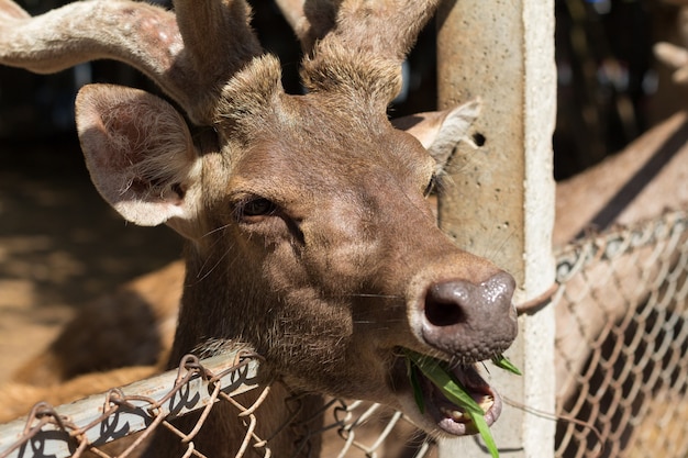 Cerf dans la cage