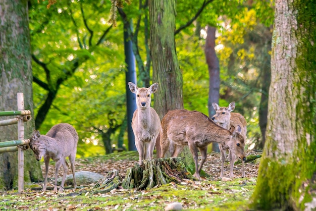 Cerf dans le centre-ville de Nara, Japon