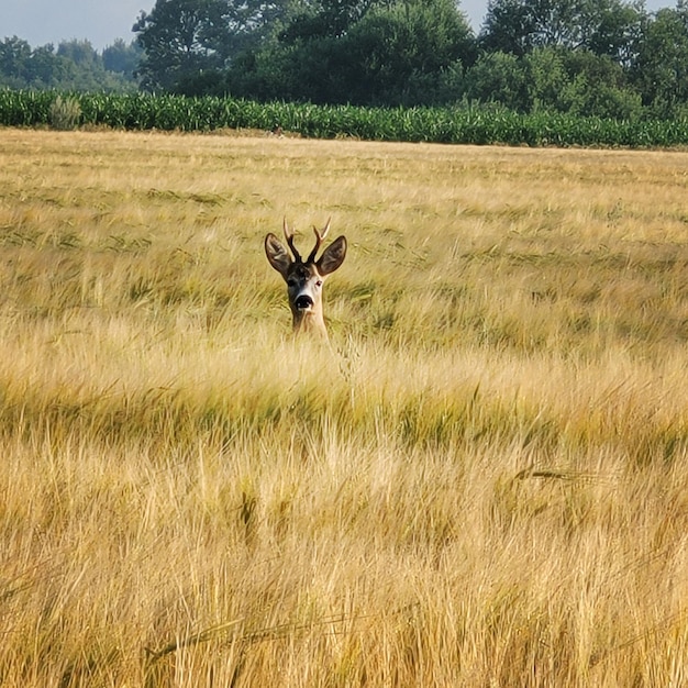 Un cerf dans un champ d'herbe