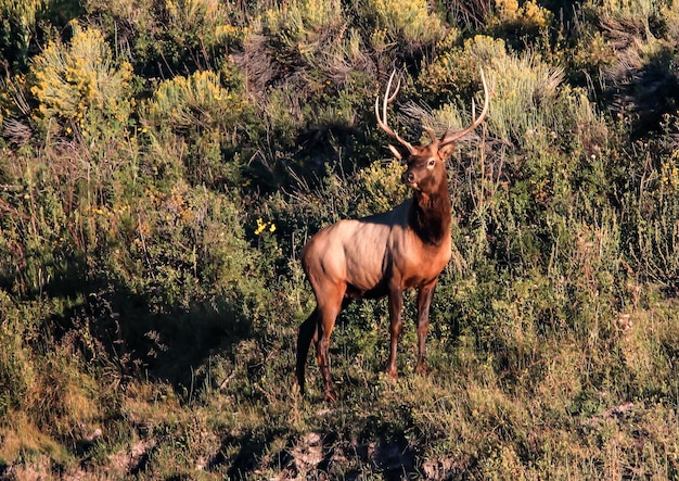 Le cerf dans le champ