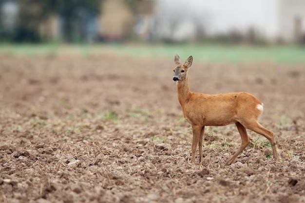 Le cerf dans le champ