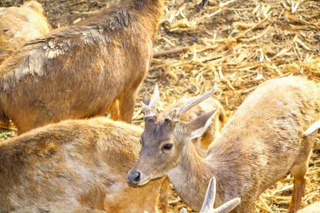 Un cerf dans une ferme