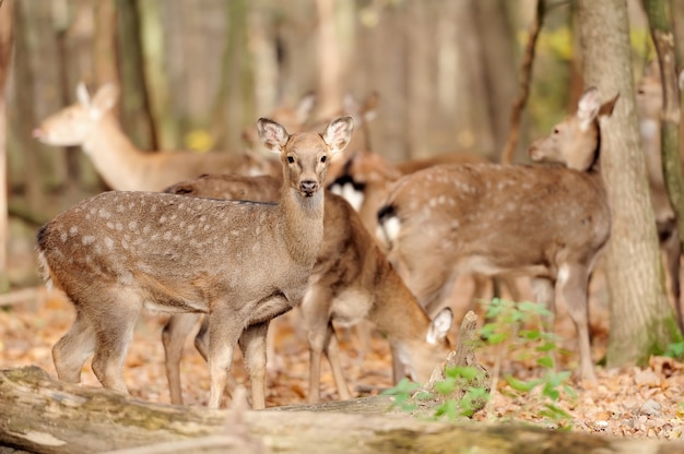 Cerf dans la forêt d'automne