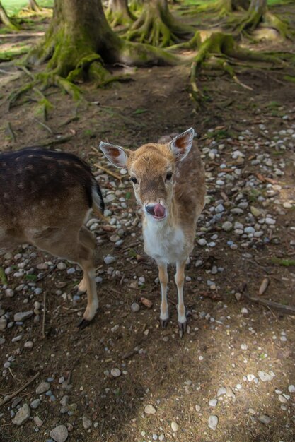 Cerf dans la forêt en été Mise au point sélective