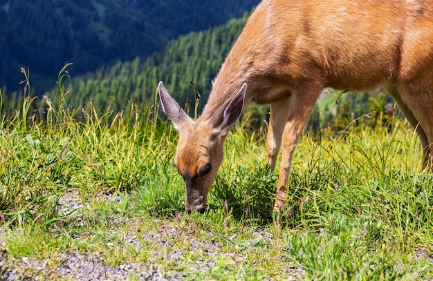 Cerf dans la forêt verte, USA