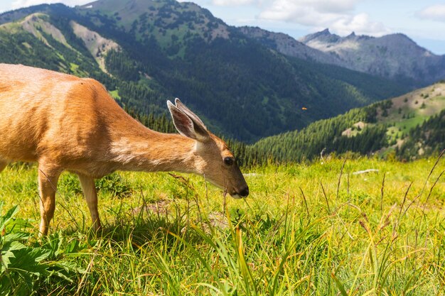 Cerf dans la forêt verte, USA