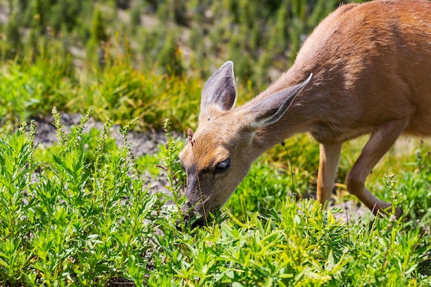 Cerf dans la forêt verte, USA