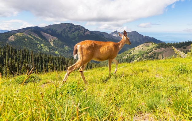 Cerf dans la forêt verte, USA