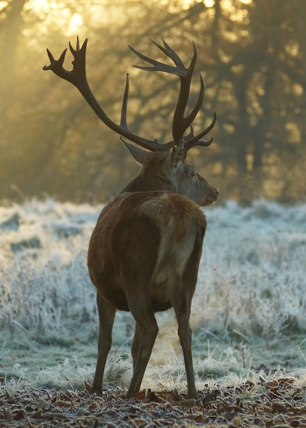 Photo un cerf dans une forêt