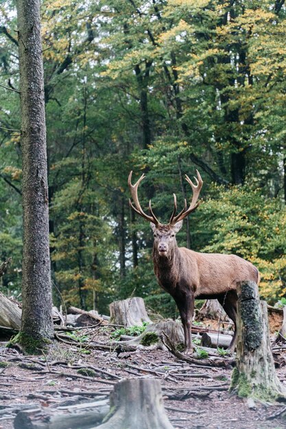 Photo un cerf dans une forêt.