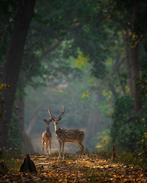 Photo un cerf dans une forêt