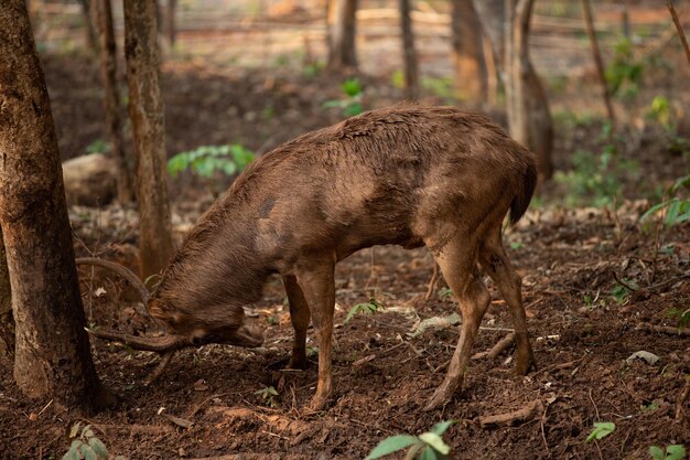 Un cerf dans une forêt