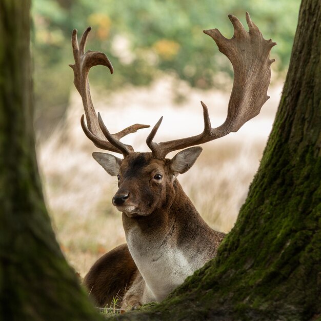 Photo un cerf dans une forêt