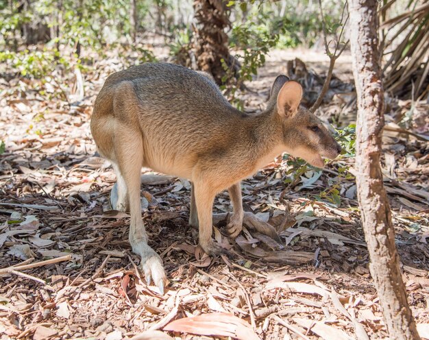 Un cerf dans une forêt