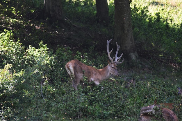 Photo un cerf dans une forêt.