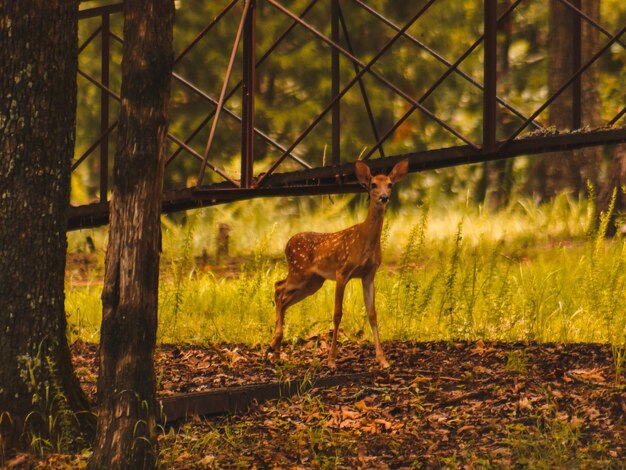 Photo un cerf dans une forêt