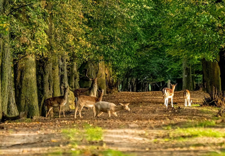 Photo un cerf dans une forêt