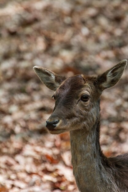 Le cerf dans la forêt