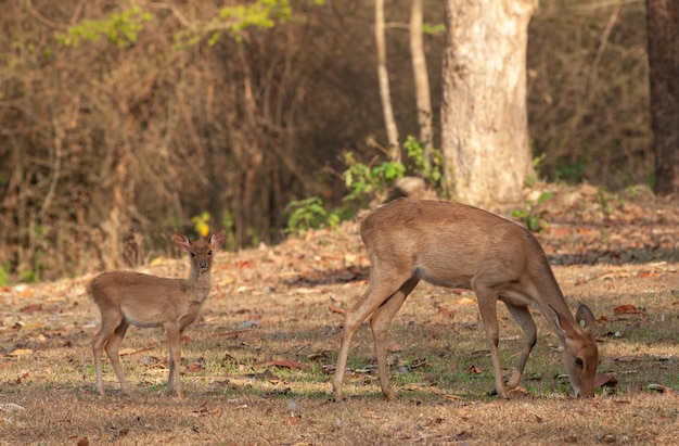 Cerf dans la forêt