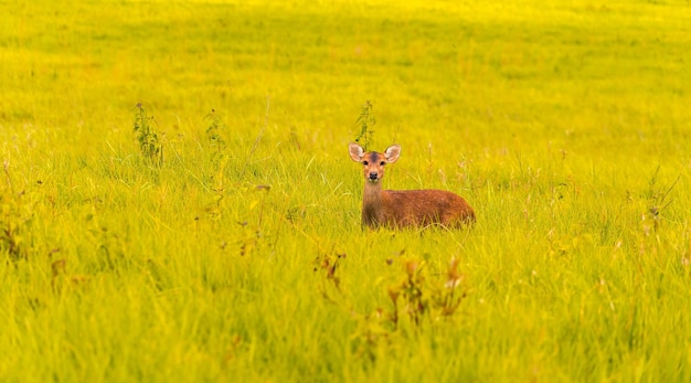 cerf dans la forêt