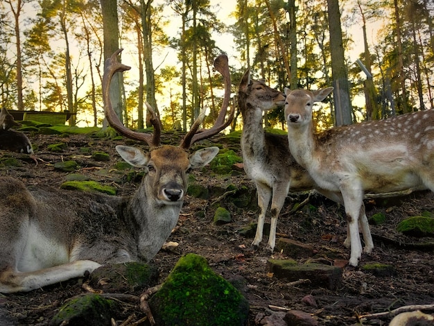 cerf dans la forêt