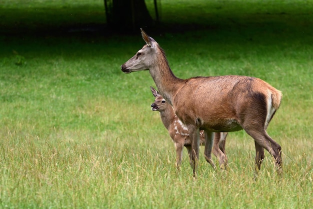 cerf dans l'herbe