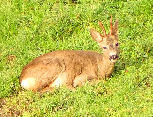 Photo cerf dans l'herbe