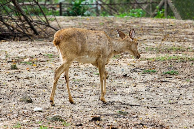 Le cerf dans le jardin en Thaïlande