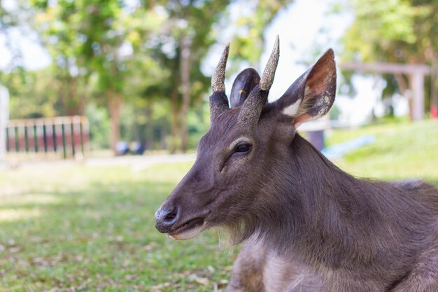 Cerf dans le jardin