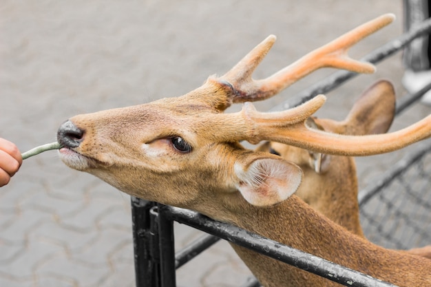 Cerf dans la journée