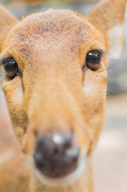 Cerf dans la journée