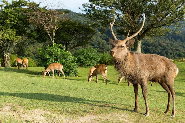 Cerf dans la montagne de Nara au Japon