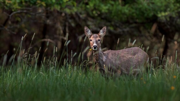 Le cerf dans la nature