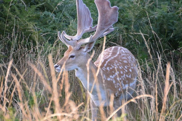 Cerf dans le parc Bushy.