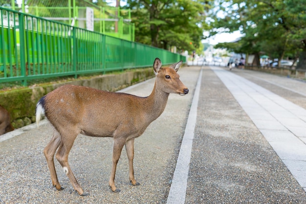 Cerf dans le parc de Nara