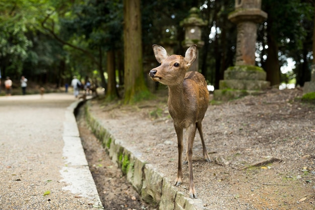 Cerf dans le parc