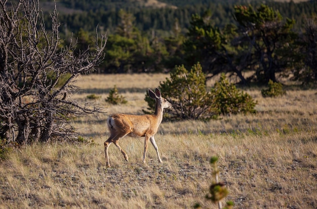 Cerf dans le pré vert, USA