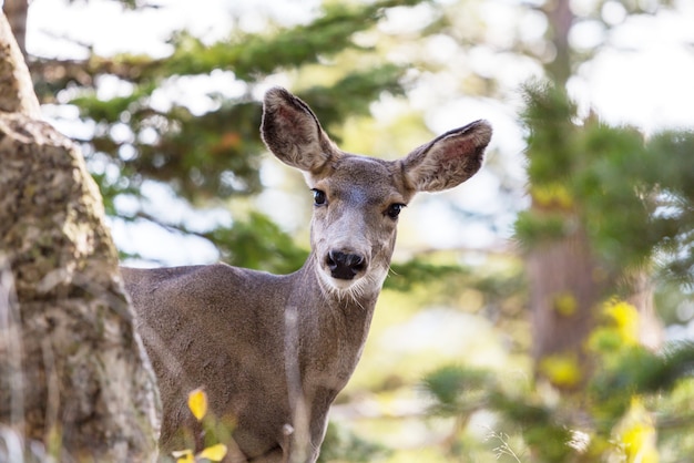 Cerf dans le pré vert, USA