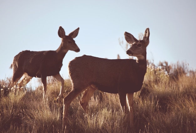 Cerf dans le pré vert, USA