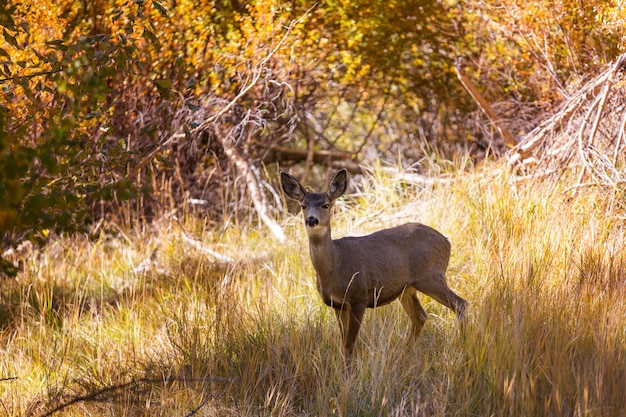 Cerf dans le pré vert, USA