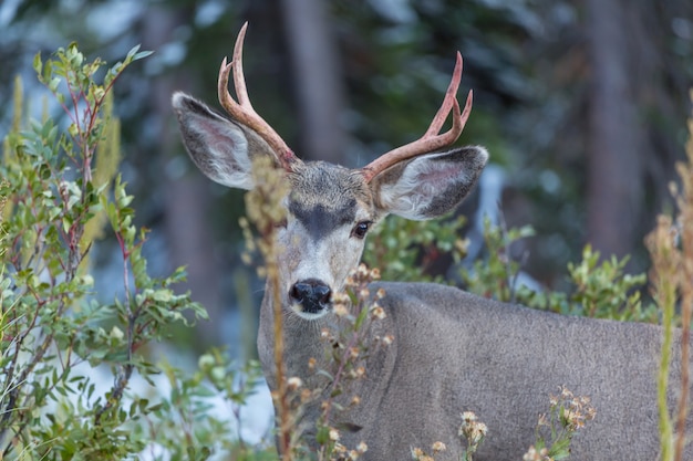 Cerf dans le pré vert, USA