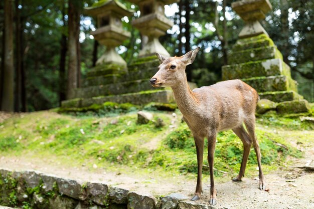 Cerf dans le temple japonais